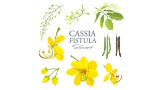 Cassia Fistula