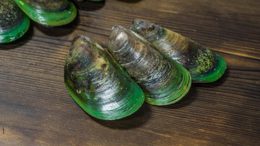 Grünlippmuscheln Grünschalmuschel Perna canaliculus